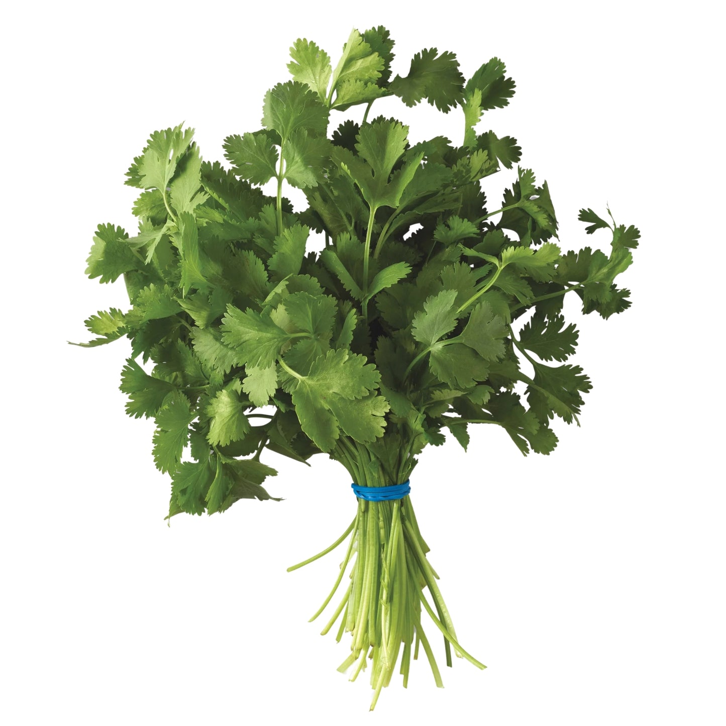 Front image of Cilantro 1ct