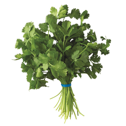 Front image of Cilantro 1ct